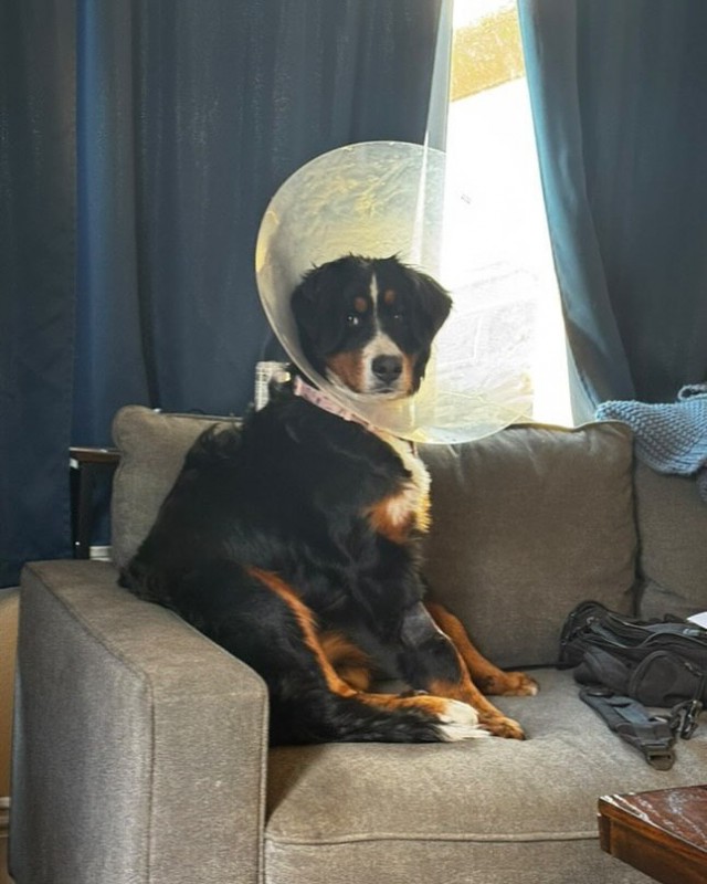 Собакен сожрал 24 носка и ещё 43 вещи из гардероба хозяев