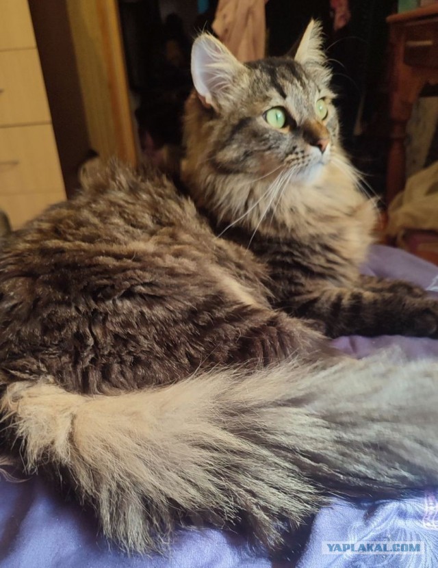 Это что, котовторник?