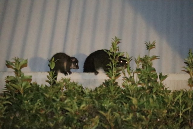 Жуткое из Австралии