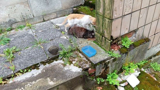 Литболталка