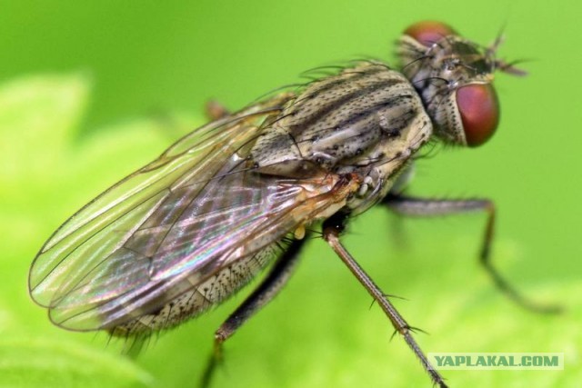 В Москве и в Подмосковье, начался активный период у оленьих кровососок (лосиных мух).