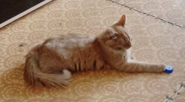 Котовторник