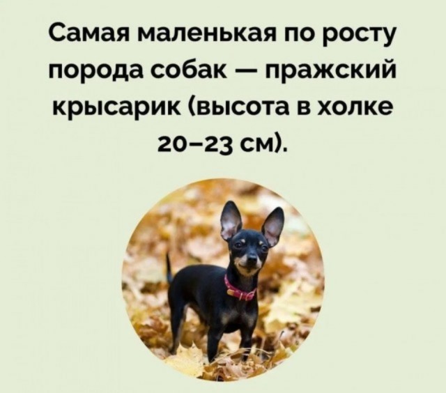 Субботние картинки