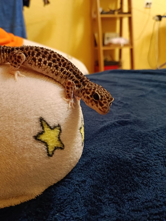 Ну, нет на Япе дня ящериц.