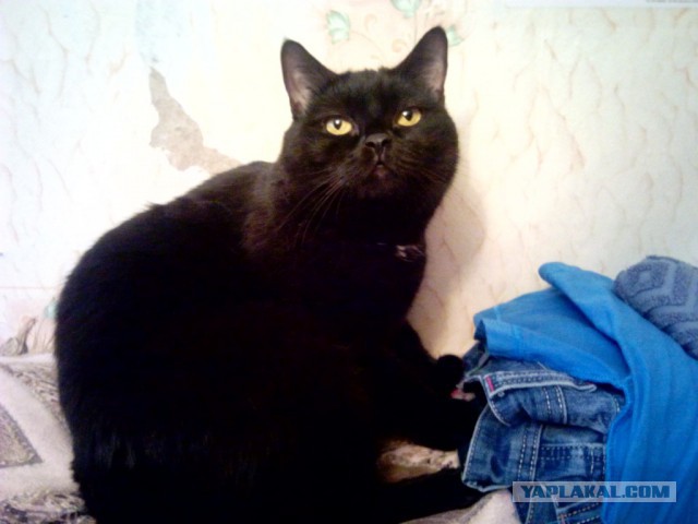 Котовторник   31.12.  2013