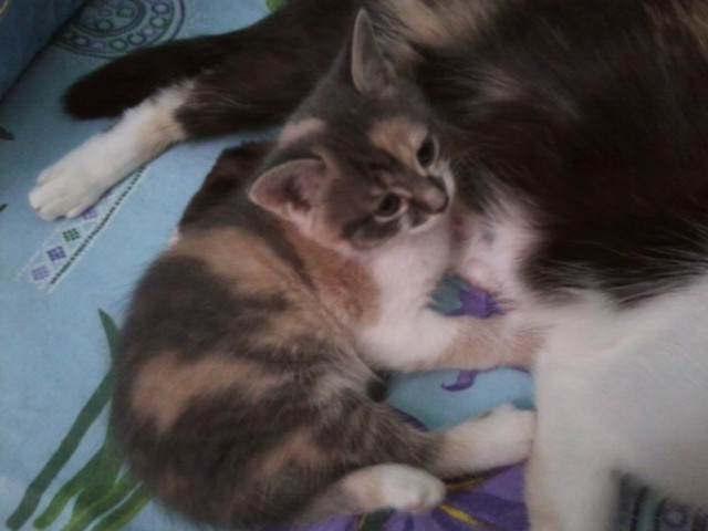 Котовторник 01.07.2014