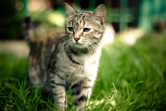 Котовторник  08.07.2014