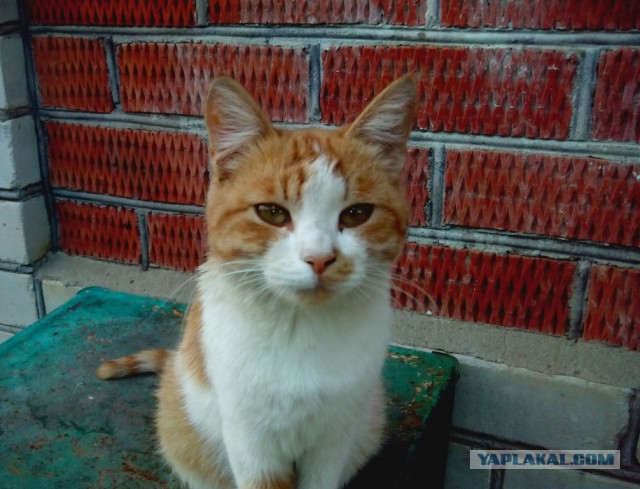 Котовторник 09.09.2014