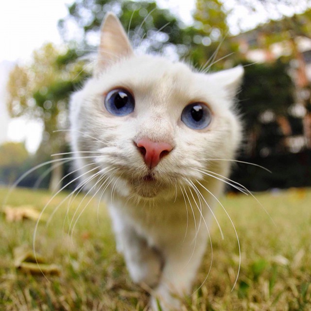 Котовторник 28.04.2015