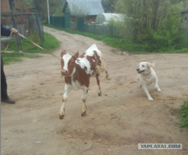 Собакочетверг