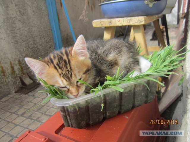 Котовторник 15-09-2015 !