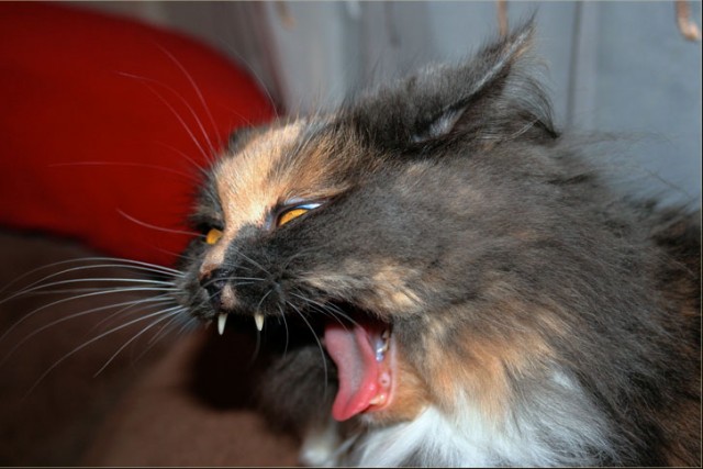 Коты, кошки, котята