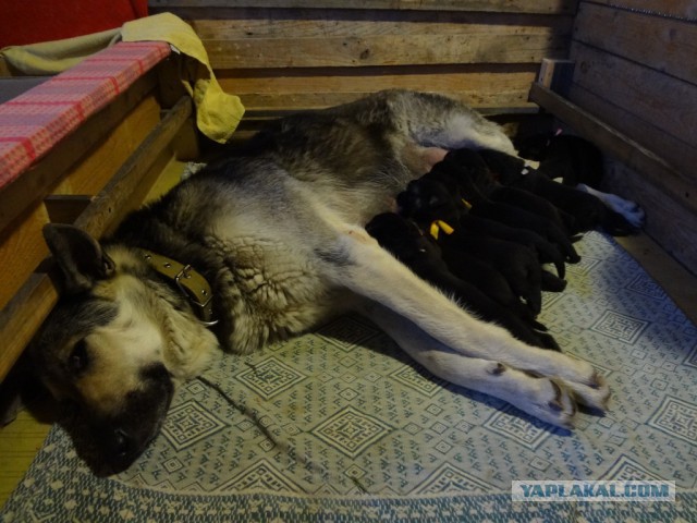 Подборка животных, которых застали за трапезой