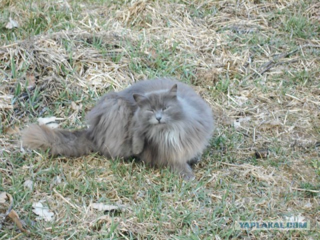 Жизнь домашнего приюта для котеек 107