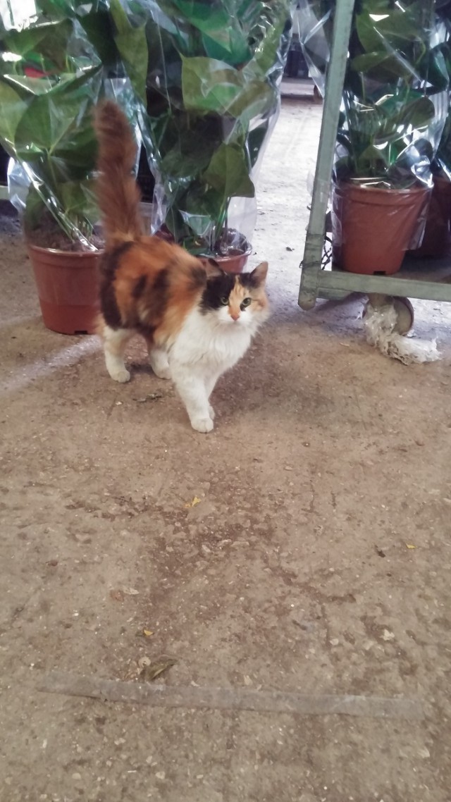 Котовторник 11/04/2017