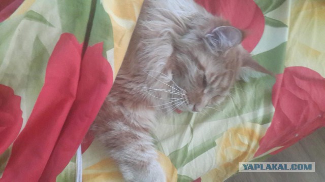 Котовторник 27.06.2017