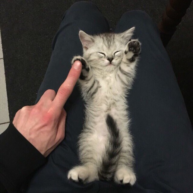 Как спят наши странные коты