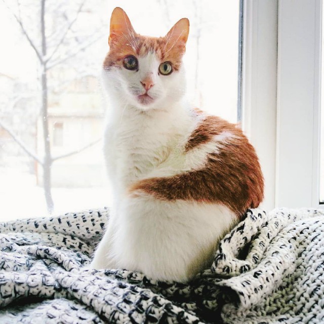 Котовторник 13.03.2018