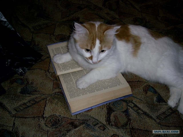 Котовторник так котовторник!