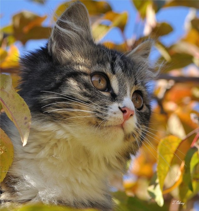 Котовторник 1.11.11