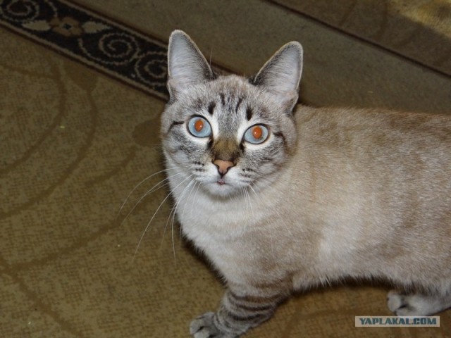 Котовторник (24. 01. 2012 )