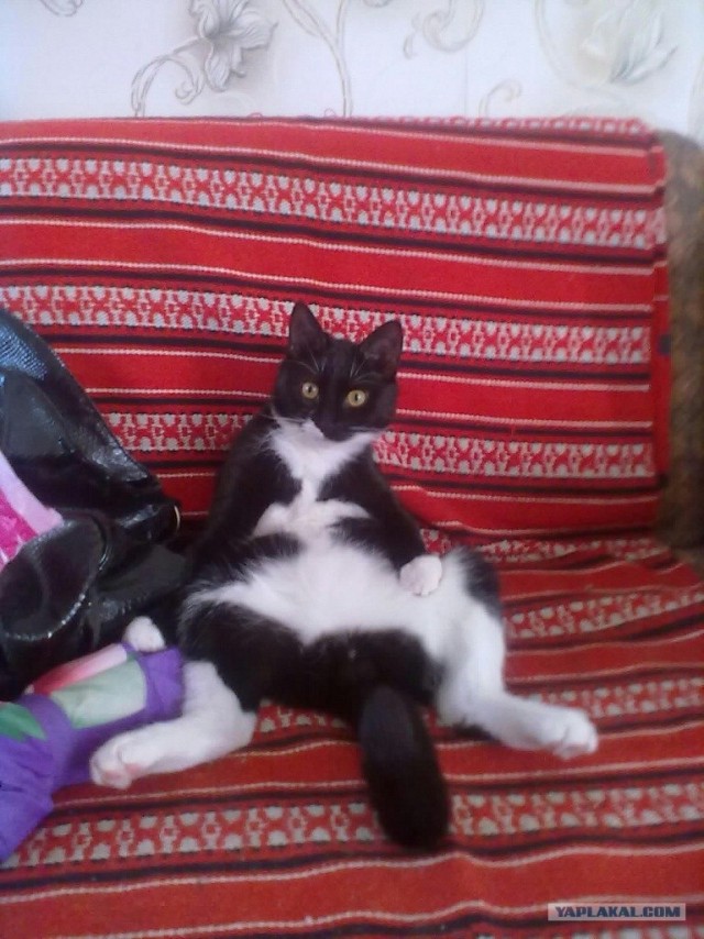 Котовторник (14.02.2012)