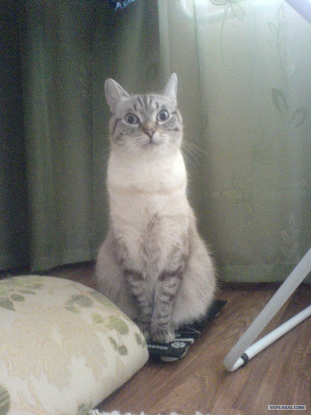 Новогодний Котовторник 01.01.2013