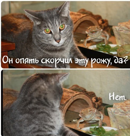 Так, ты опять фотобомбишь?!