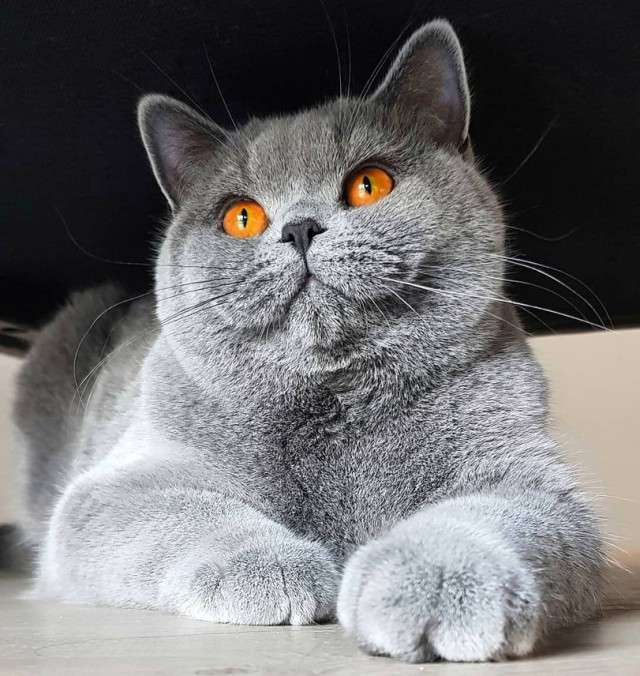 Прикольных котов пост