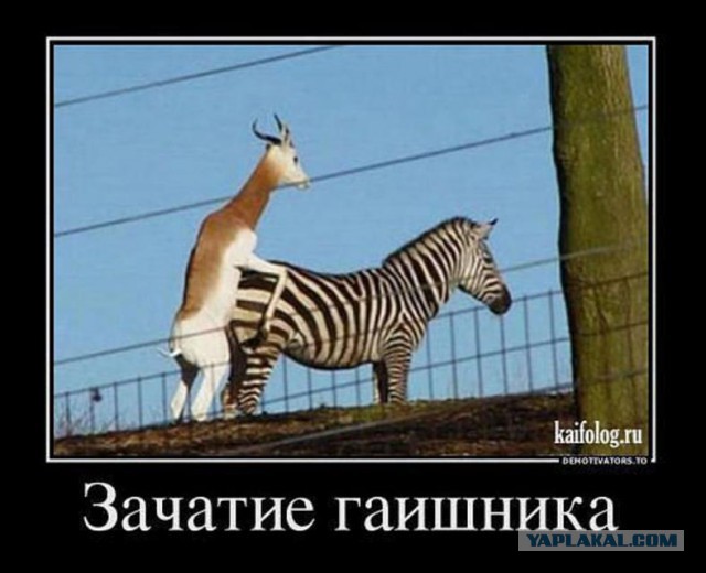 Самое милое видео, что вы могли видеть. Двое сотрудников ГИБДД моют патрульную машину