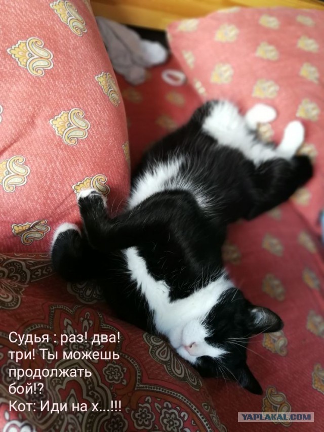 Чо, поцоны? Котовторнег?!