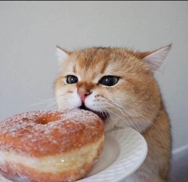 ПозитиФ Чик