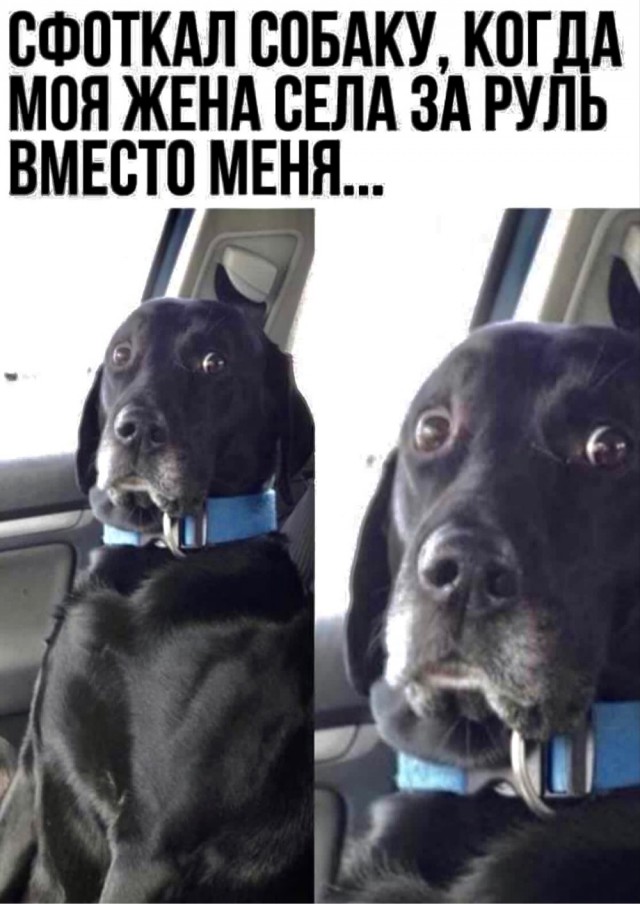Юмор и прикольные картинки