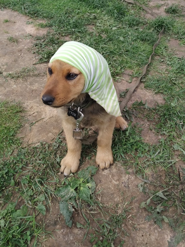 Подборка диких помесей собак