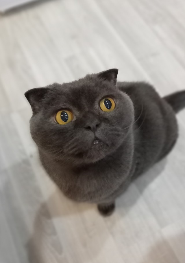 Котовторнику посвящается