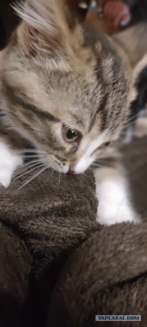 Котовторник, пополнение