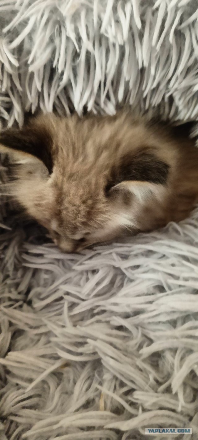Котофторниг