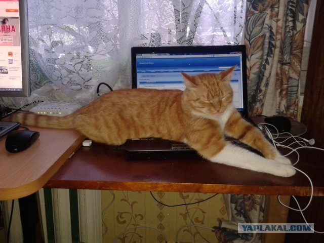 Котовторник 09.04.2013