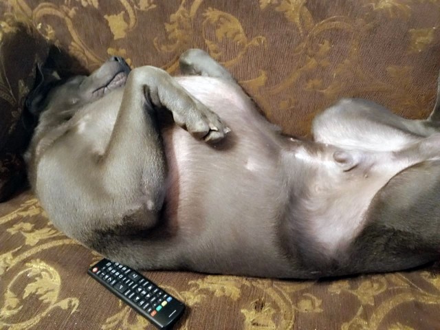 Позы для сна у кошек - что они означают?