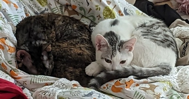Кошачьи выкрутасы