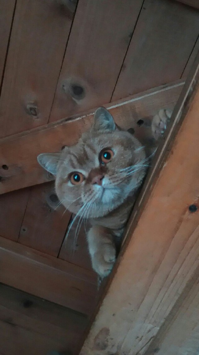 Всех с котовторником