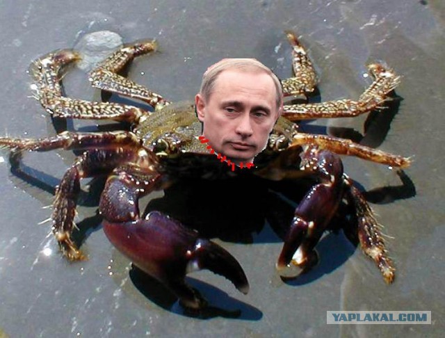 Крабовый берет