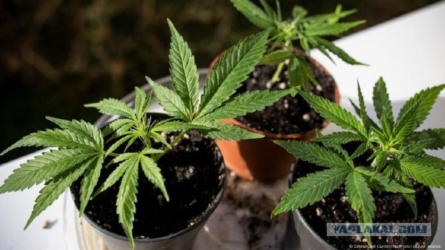 Полиция в Германии помогла вернуть украденный куст конопли