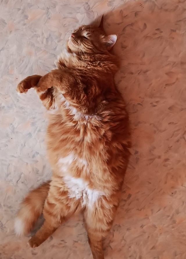 Котовторник, от мала до велика