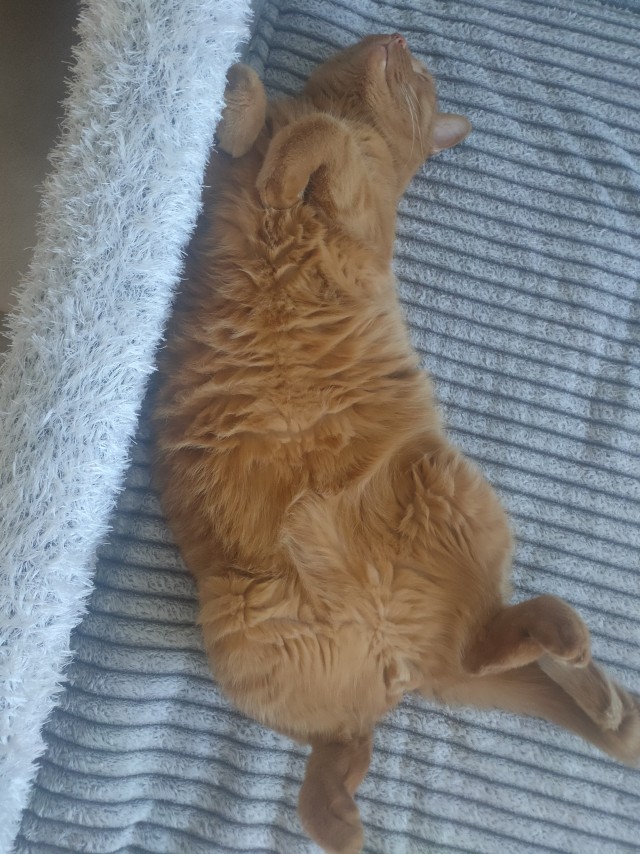 Мой кот