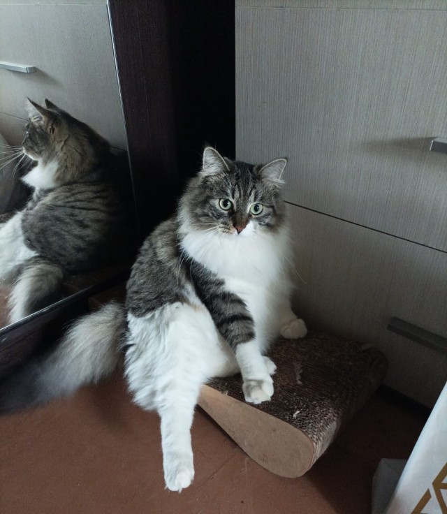 Это что, котовторник?
