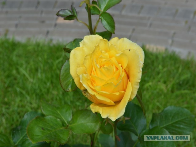 Мои розы.