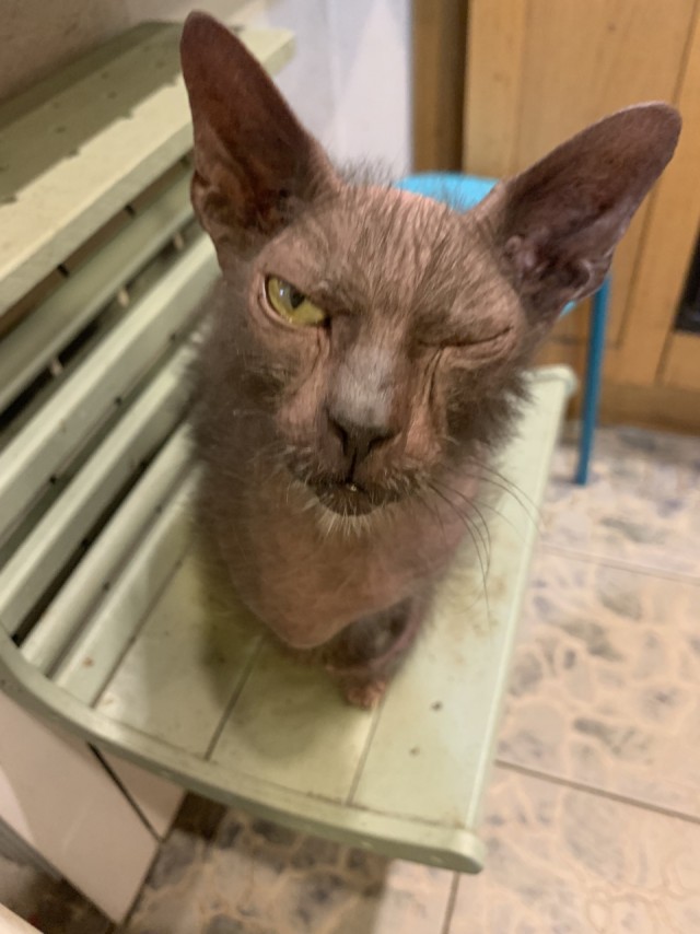 Включил отопление, Васька доволен