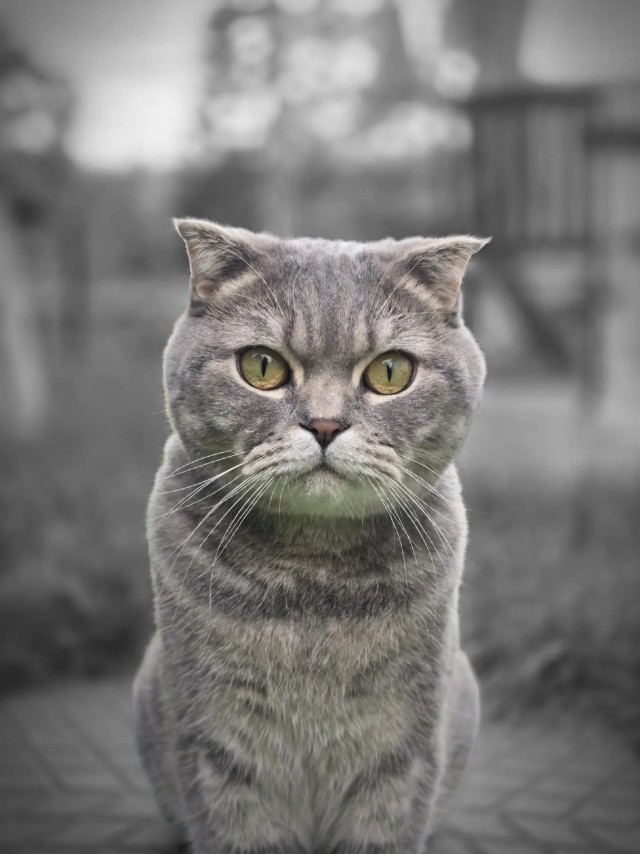 Рандомных фото котов тред — 2
