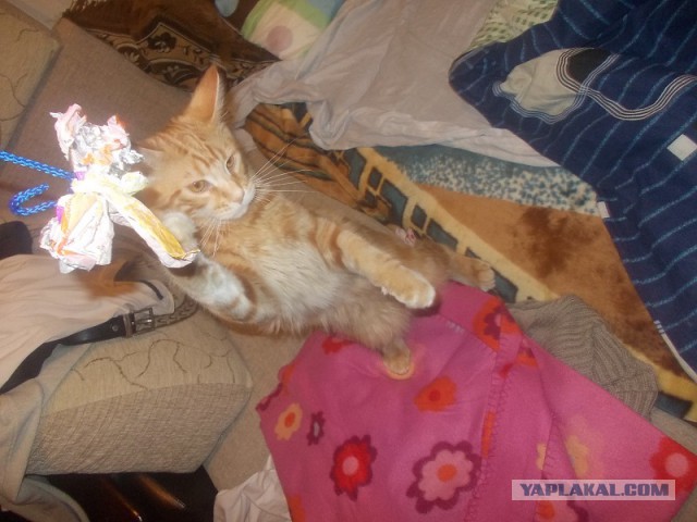 Котовторник   31.12.  2013